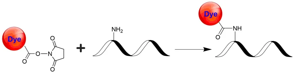 QXY21 NHS ester [equivalent to QSY-21 NHS ester] - image 1