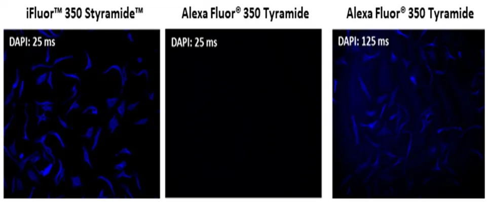 IFluor® 350 Styramide - image 2