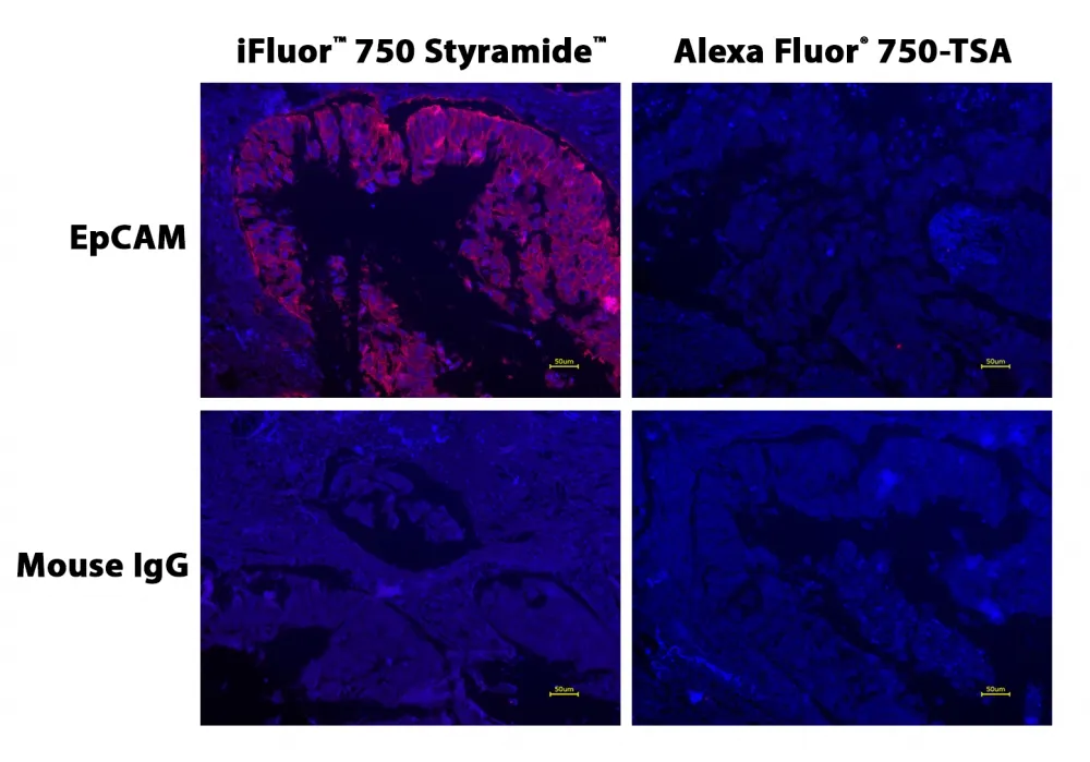 IFluor® 750 Styramide - image 2
