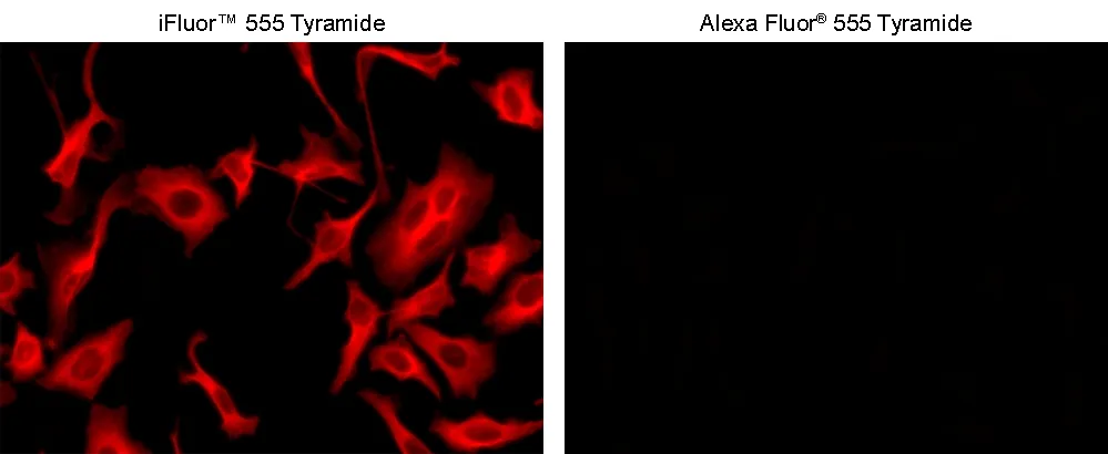 iFluor® 555 Tyramide - image 2