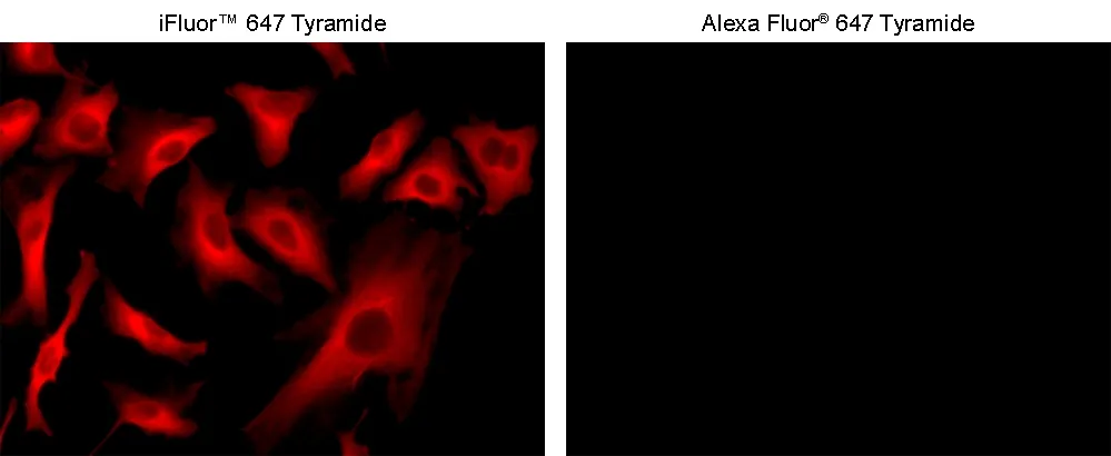 iFluor® 647 Tyramide - image 2