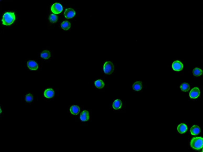 Cell Navigator® Cell Plasma Membrane Staining Kit *Green Fluorescence* - image 2