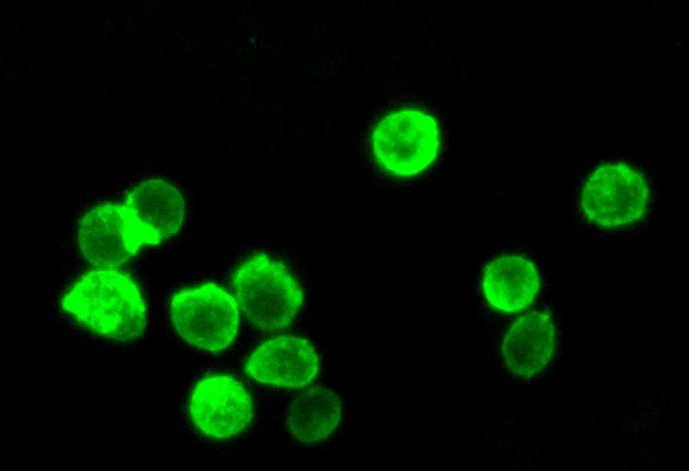 Cell Navigator® Cell Plasma Membrane Staining Kit *Green Fluorescence* - image 3