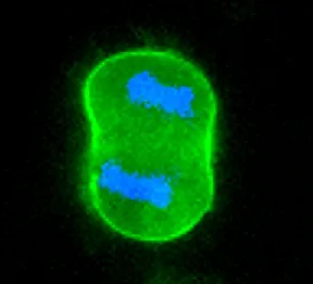 Cell Navigator® Cell Plasma Membrane Staining Kit *Green Fluorescence* - image 1