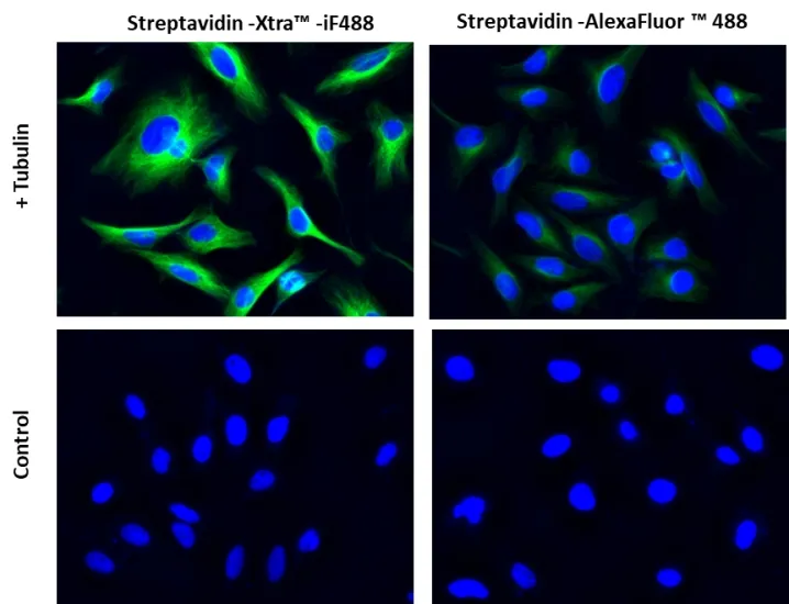 Streptavidin-Xtra™ IF488 - image 1