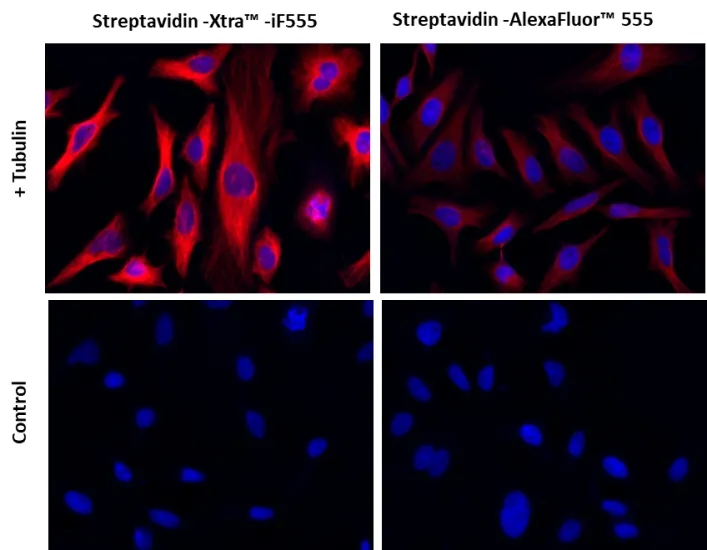 Streptavidin-Xtra™ IF555 - image 1