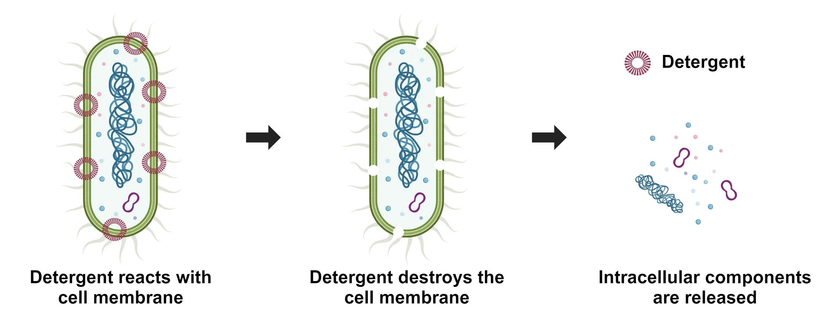 ReadiUse™ bacterial cell lysis buffer *5X* - image 1