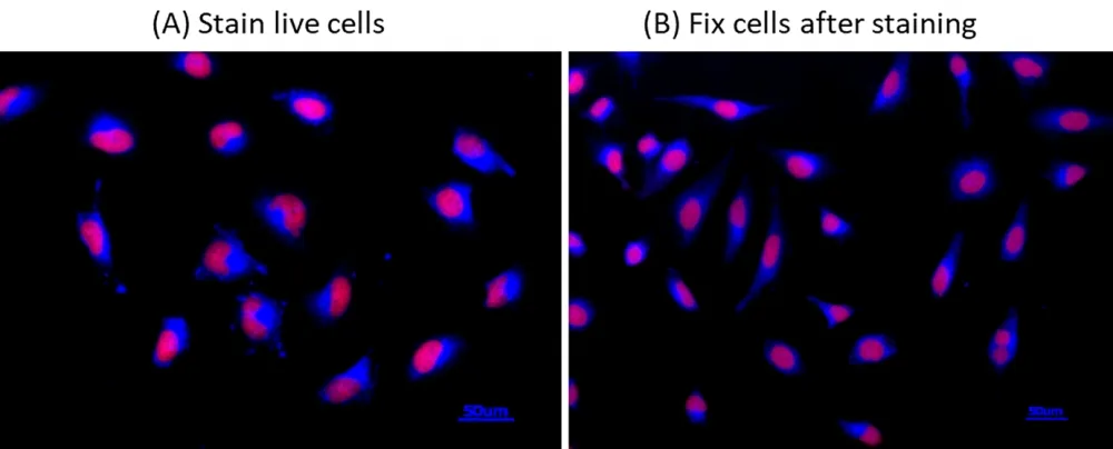 Cell Navigator® Live Cell Endoplasmic Reticulum (ER) Staining Kit *Blue Fluorescence* - image 1