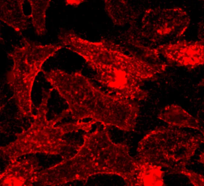CellPaint™ TSP membrane stain - image 1