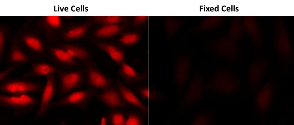 Calcein Deep Red™ AM ester - image 2