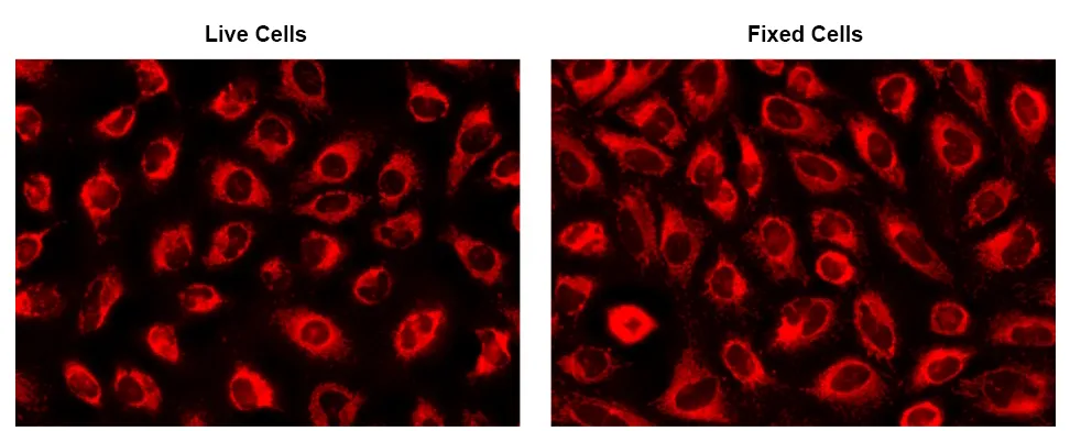 CytoFix™ Red Mitochondrial Stain - image 1