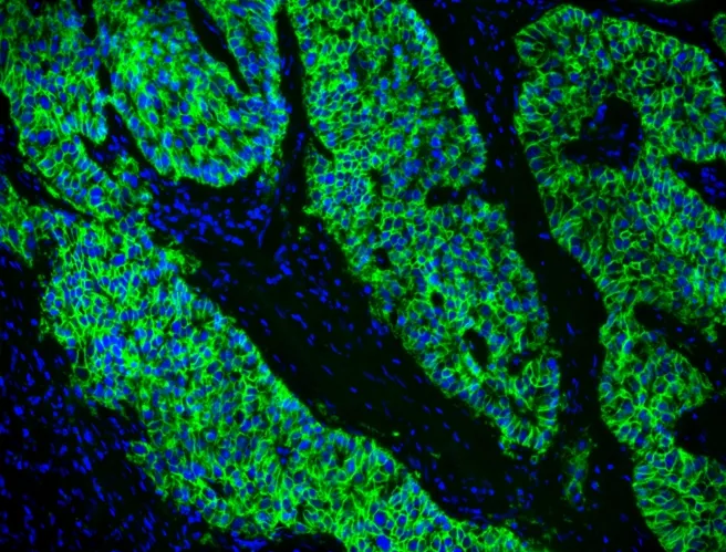 FluoroQuest™ Anti-fading Mounting Medium with DAPI - image 1
