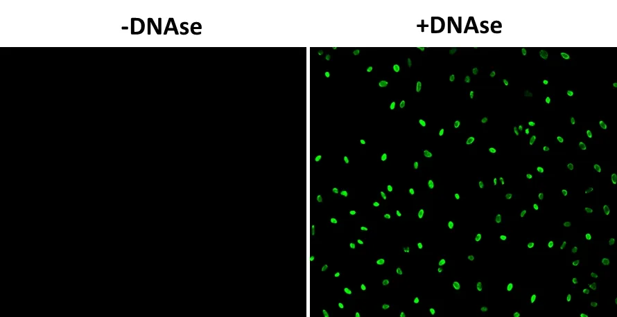 Cell Meter™ Fixed Cell and Tissue TUNEL Apoptosis Assay Kit *Green Fluorescence* - image 2