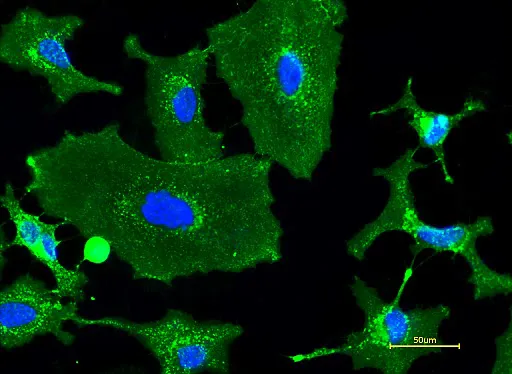 Wheat Germ Agglutinin, XFD488 Labeled *XFD488 Same Structure to Alexa Fluor™ 488* - image 1