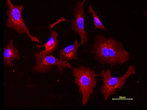 Wheat Germ Agglutinin, XFD594 Labeled *XFD594 Same Structure to Alexa Fluor™ 594* - image 1