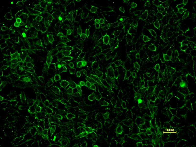 Concanavalin A, XFD488 Labeled *XFD488 Same Structure to Alexa Fluor™ 488* - image 1