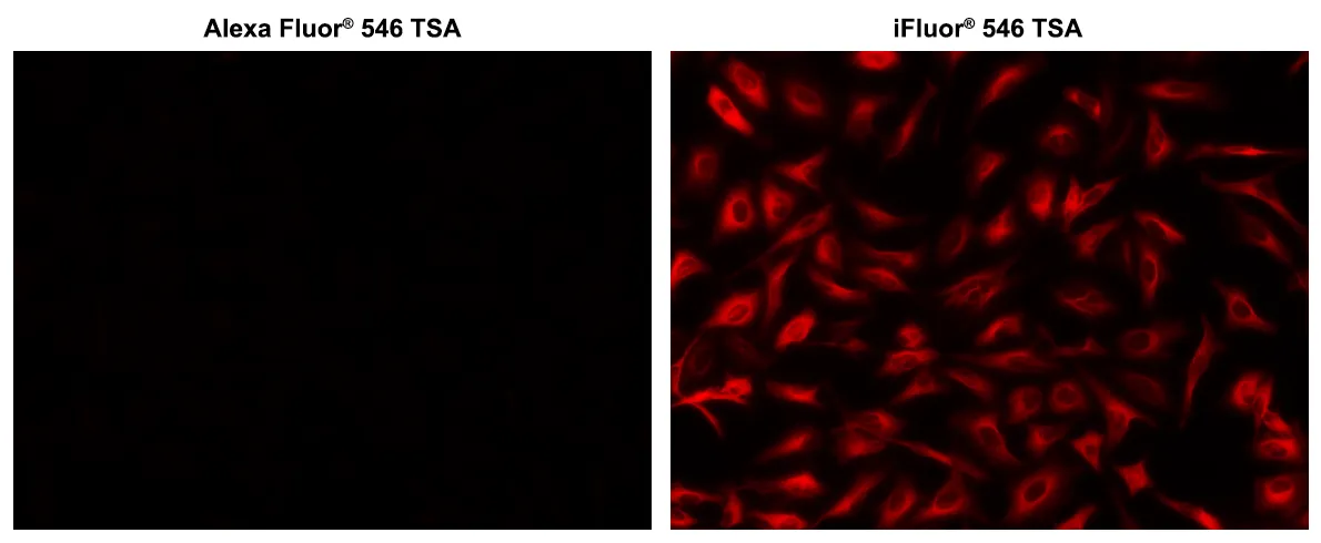 iFluor® 546 Tyramide - image 2