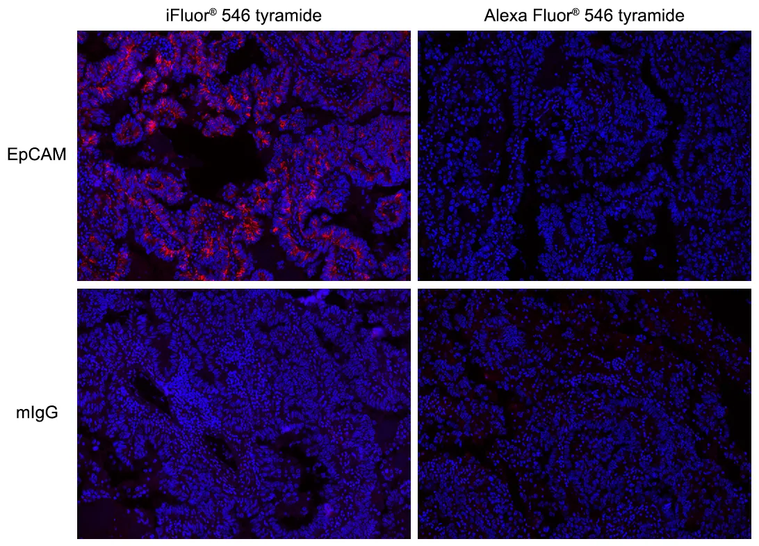 iFluor® 546 Tyramide - image 1