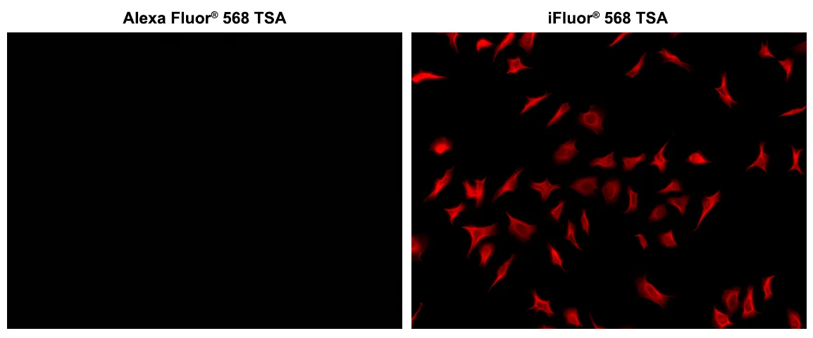 iFluor® 568 Tyramide - image 3