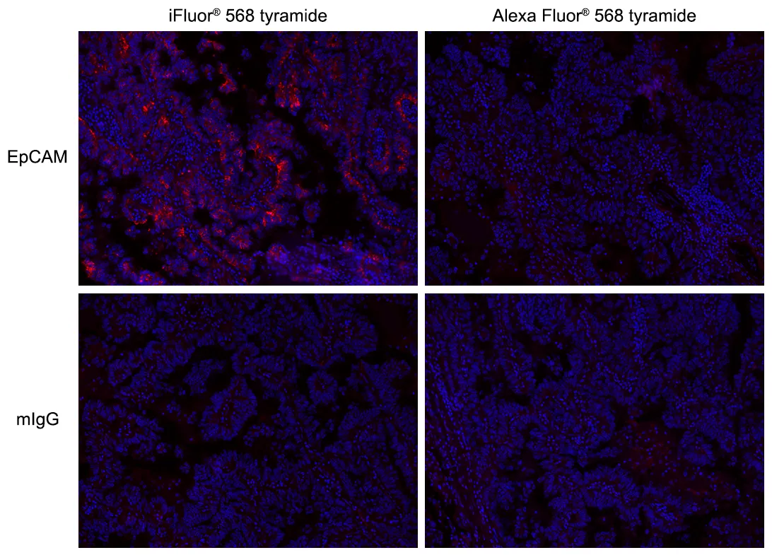 iFluor® 568 Tyramide - image 1