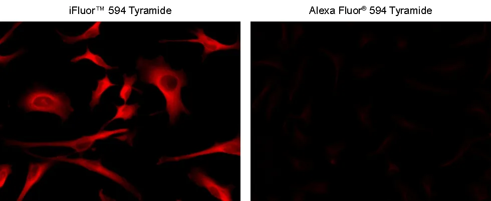 IFluor® 594 Tyramide - image 2