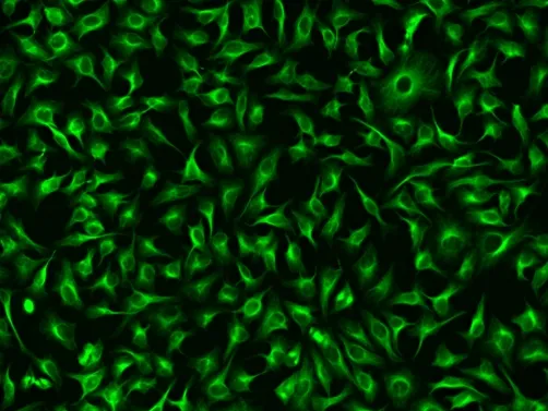 ReadiLink™ xtra Rapid FITC Antibody Labeling Kit *BSA-Compatible*