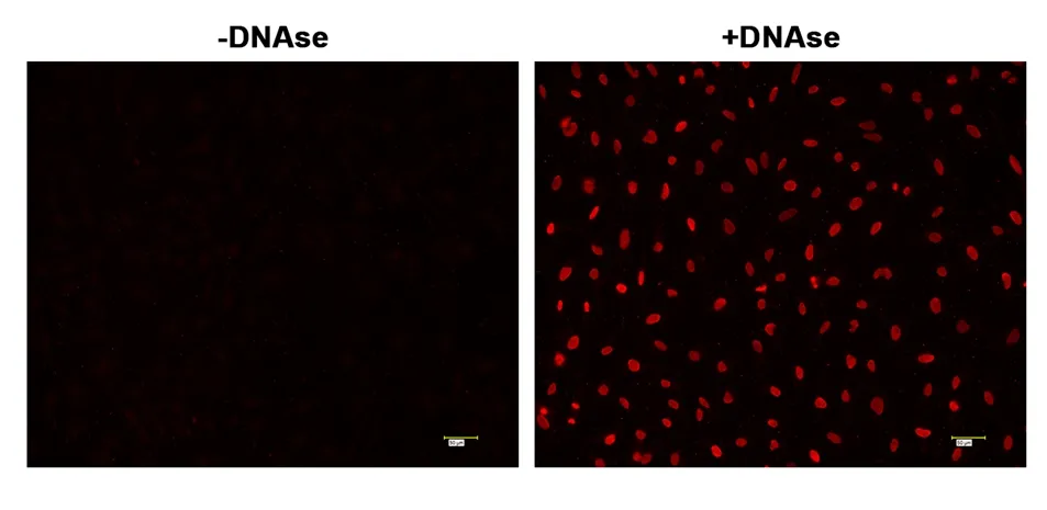 Cell Meter™ Fixed Cell and Tissue TUNEL Apoptosis Assay Kit *Red Fluorescence* - image 1