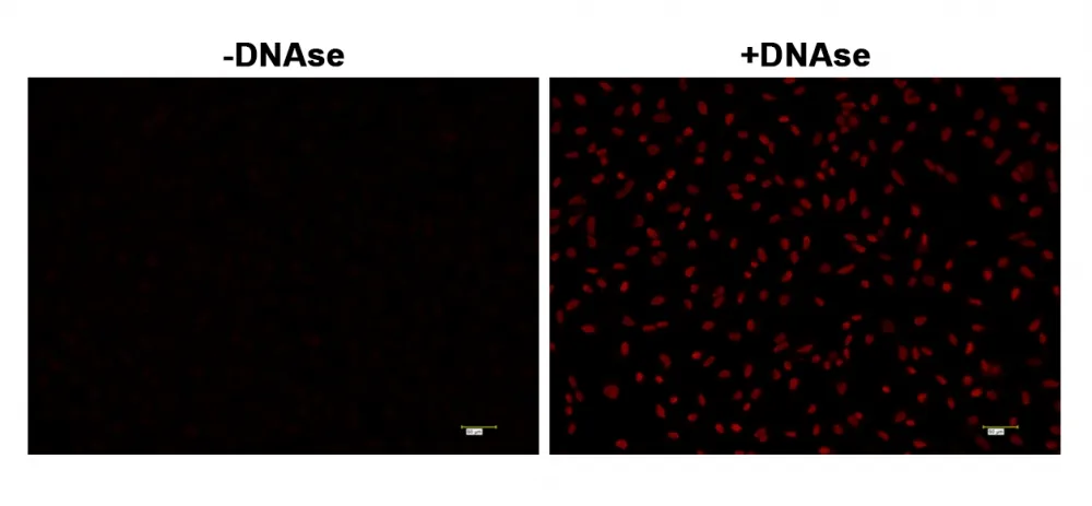Cell Meter™ Fixed Cell and Tissue TUNEL Apoptosis Assay Kit *Deep Red Fluorescence* - image 2