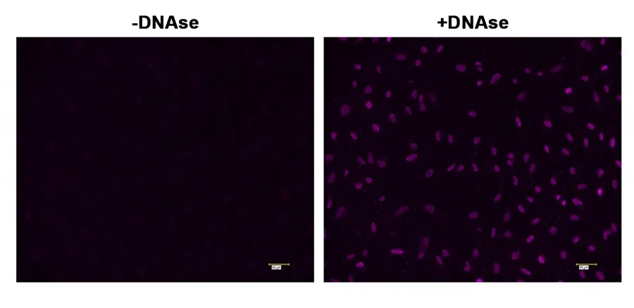 Cell Meter™ Fixed Cell and Tissue TUNEL Apoptosis Assay Kit *Blue Fluorescence* - image 1