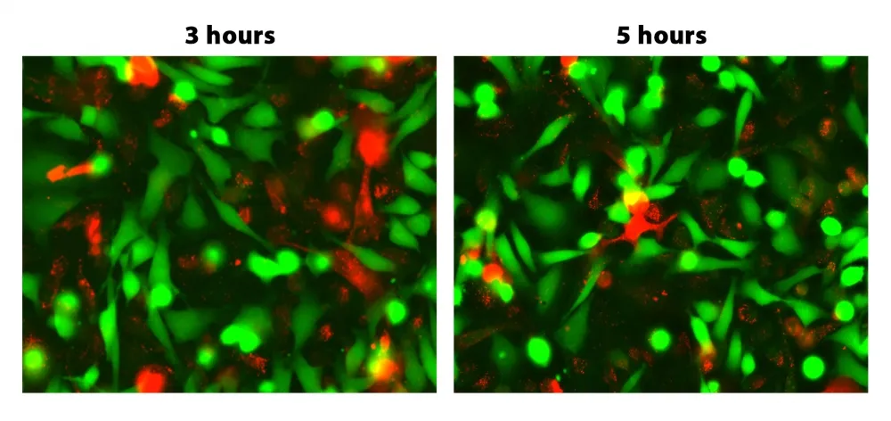 Cell Meter™ Fluorescence Gap Junction Tracing Kit - image 2