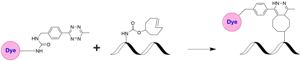iFluor® 488 Tetrazine - image 1