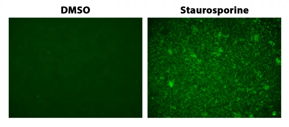 Cell Meter™ Live Cell Caspase 3/7 Imaging Kit *Green Fluorescence* - image 1
