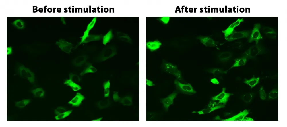 Cell Meter™ Beta-Arrestin Translocation GPCR Signaling Kit - image 1