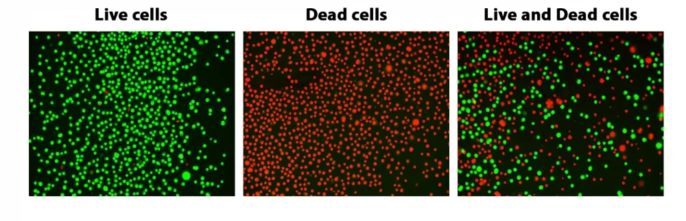 ReadiView™ Green/Red Viability Stain - image 1