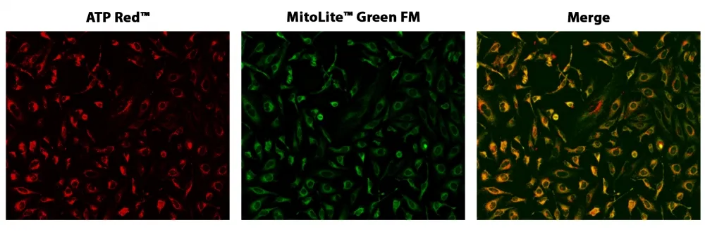 Cell Meter™ Live Cell ATP Assay Kit - image 1