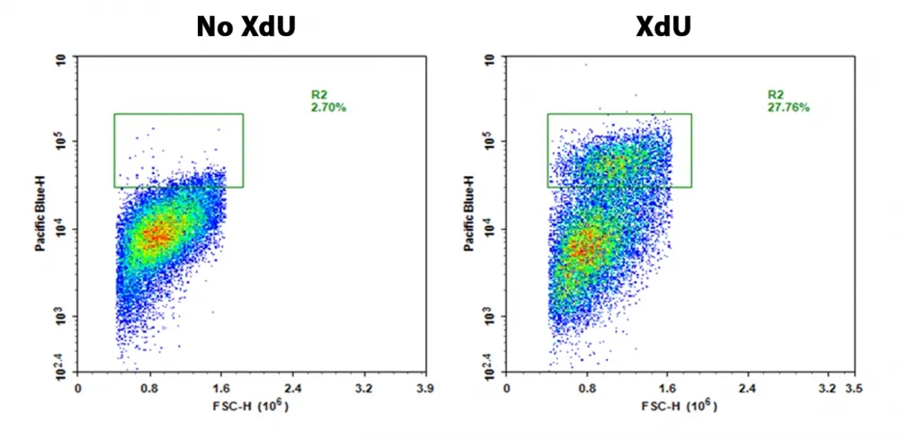 Bucculite™ Flow Cytometric XdU Cell Proliferation Assay Kit *Violet Laser-Compatible* - image 1