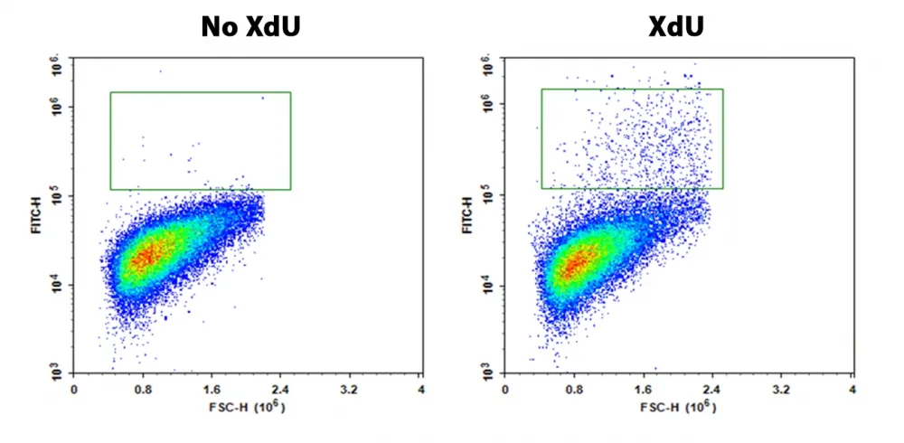 Bucculite™ Flow Cytometric XdU Cell Proliferation Assay Kit *Blue Laser-Comptatible* - image 1