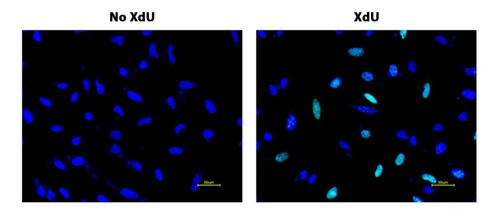 Bucculite™ XdU Cell Proliferation Fluorescence Imaging Kit *Green Fluorescence* - image 1