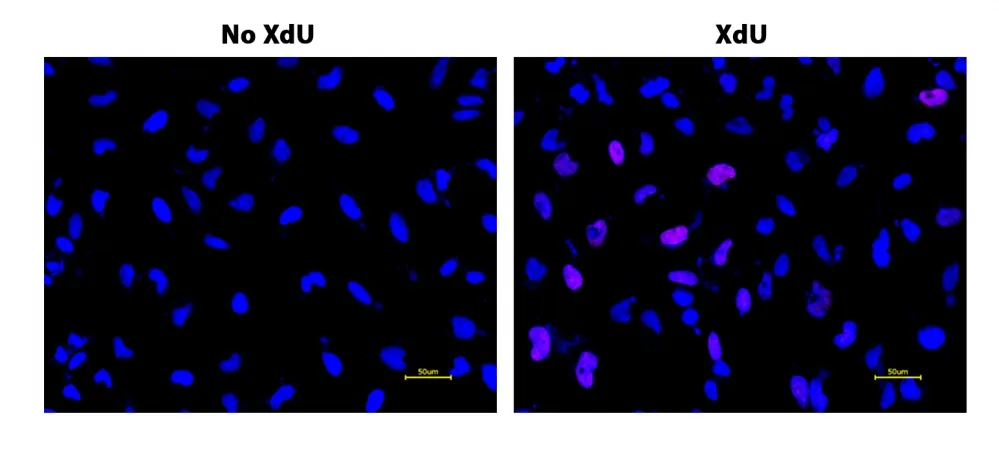 Bucculite™ XdU Cell Proliferation Fluorescence Imaging Kit *Deep Red Fluorescence* - image 1