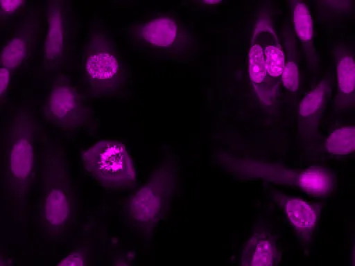 Nuclear Violet™ DCS1 *5 mM DMSO Solution* - image 2
