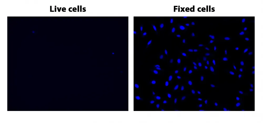 Nuclear Violet™ DCS1 *5 mM DMSO Solution* - image 1