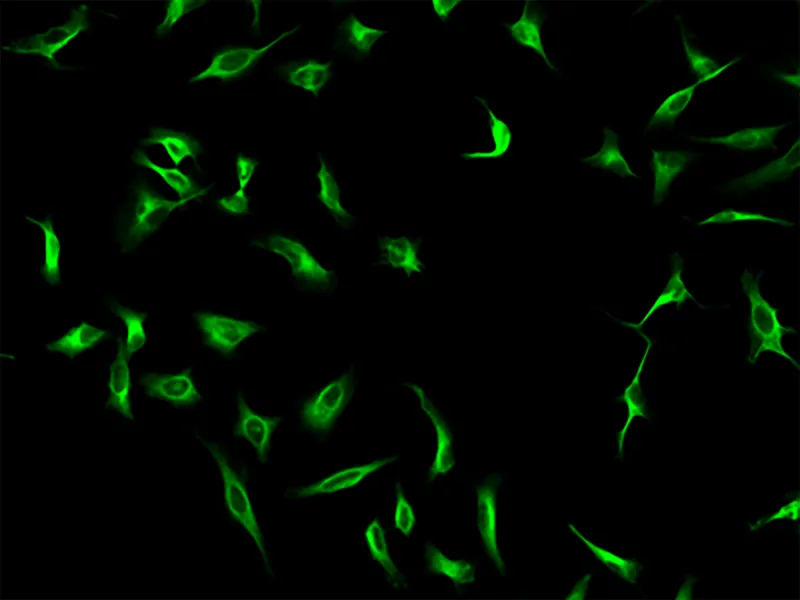 IFluor® 440 Styramide - image 2