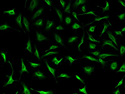 iFluor® 460 Styramide - image 1