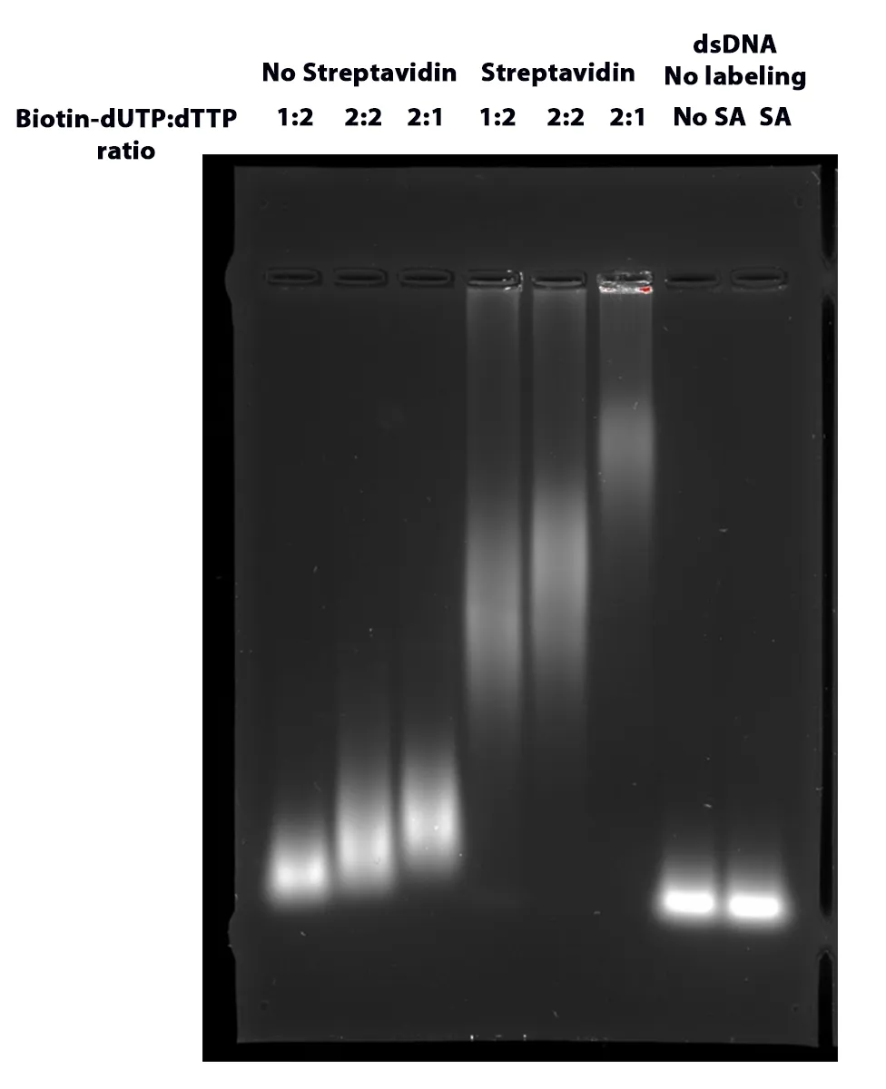ReadiLink™ Biotin Nick Translation dsDNA Labeling Kit - image 2