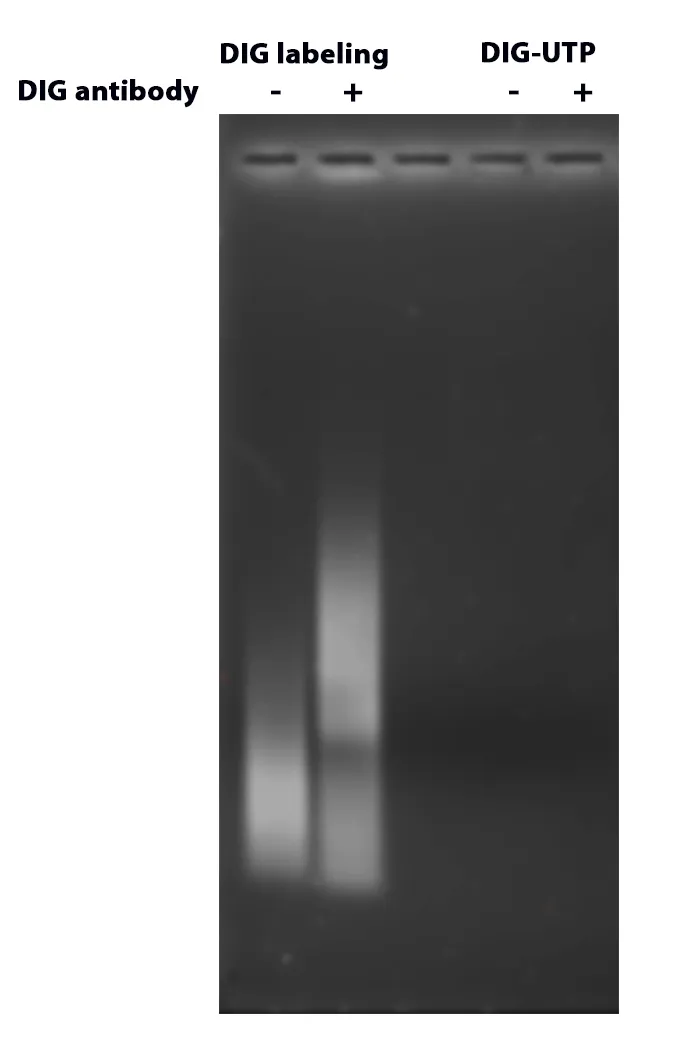 ReadiLink™ DIG (Digoxigenin) Nick Translation dsDNA Labeling Kit - image 2