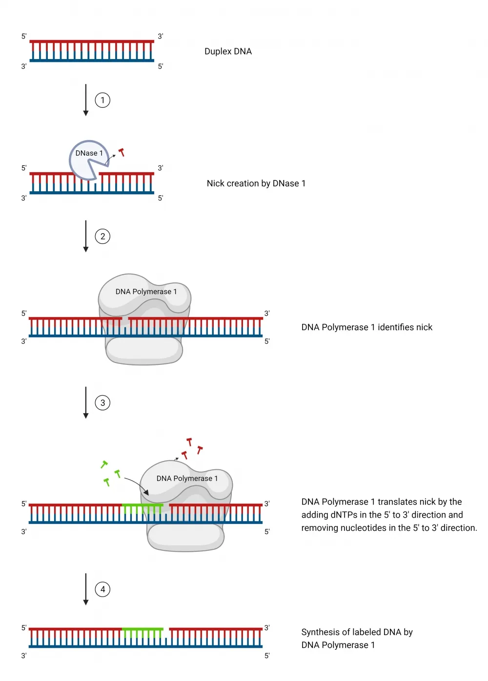 ReadiLink™ DIG (Digoxigenin) Nick Translation dsDNA Labeling Kit - image 1