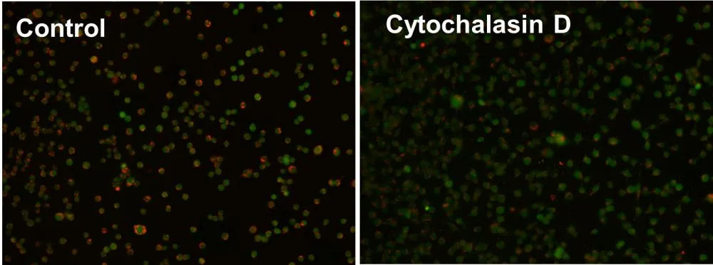 Cell Meter™ Fluorimetric Phagocytosis Assay Kit *Red Fluorescence* - image 1