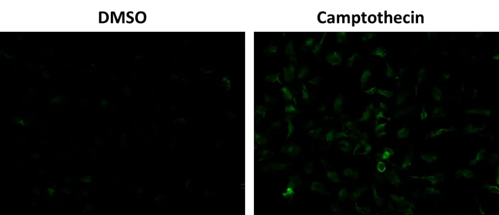 Cell Meter™ Cellular Senescence Activity Assay Kit *Green Fluorescence* - image 2