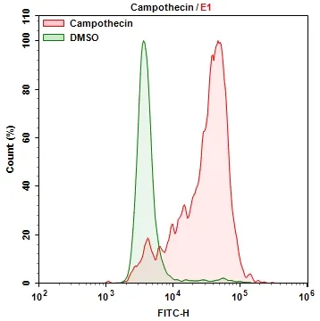 Cell Meter™ Cellular Senescence Activity Assay Kit *Green Fluorescence* - image 3