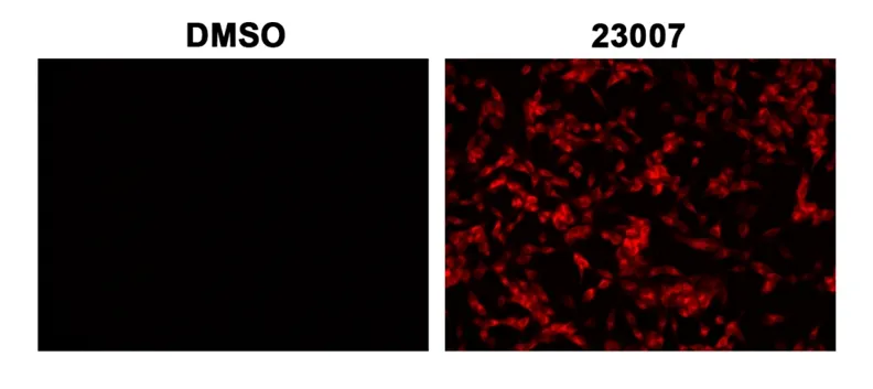 Cell Meter™ Cellular Senescence Activity Assay Kit *Red Fluorescence* - image 2